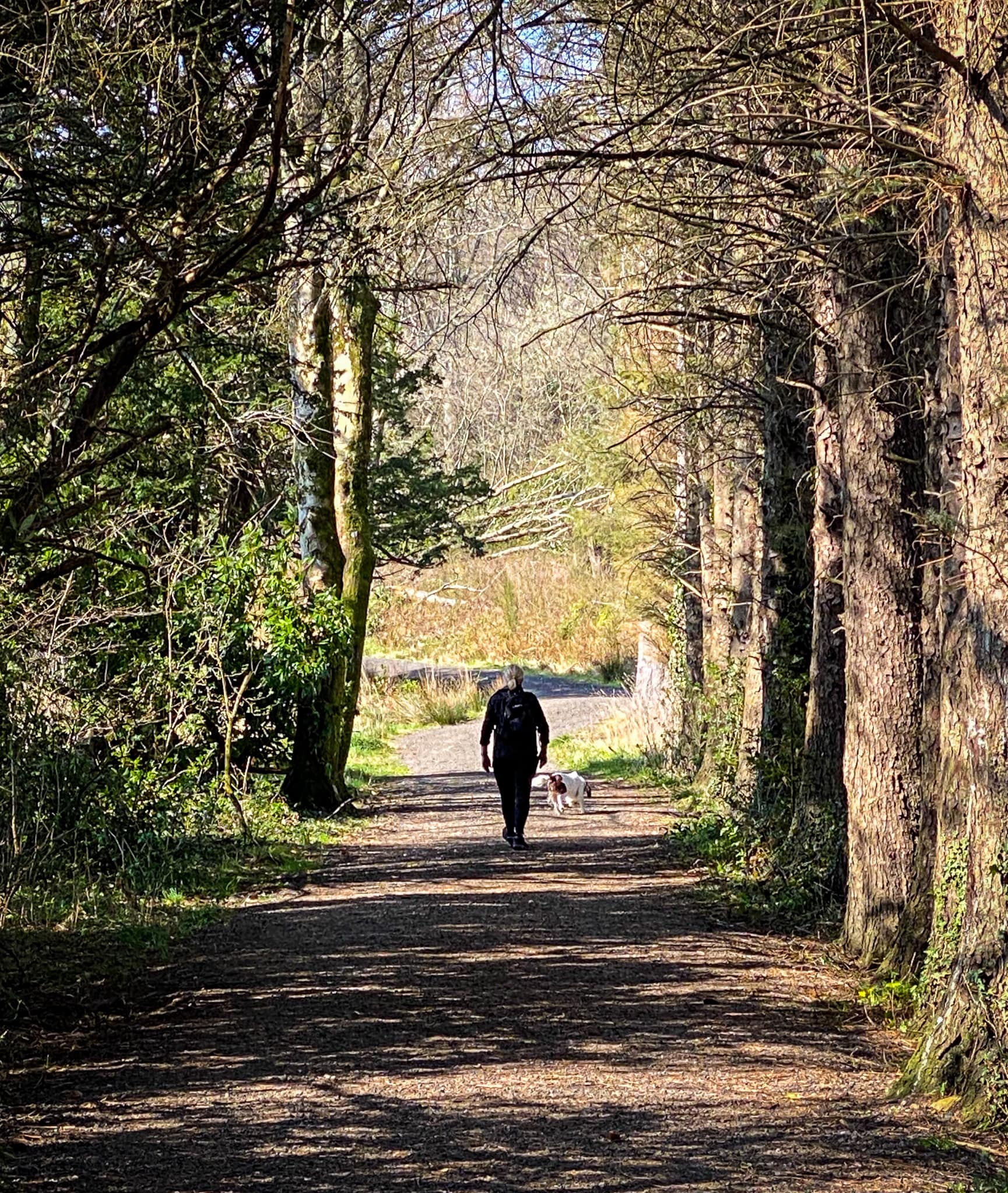 Woman and dog walking through Dalquharran Estate, Dailly