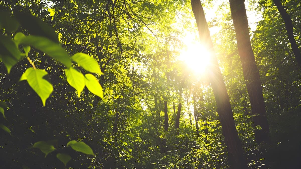 Woodland scene with sun shining through the trees.