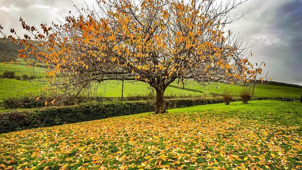 Autumn Tree, Scatterered Leaves on the Grass, in Dailly