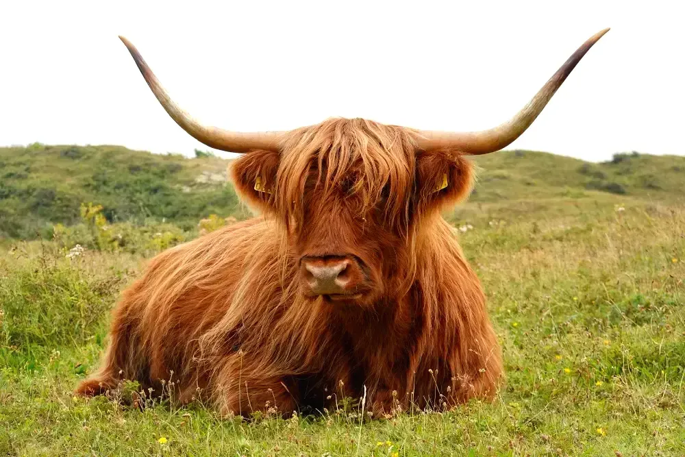 Highland cow in a field.