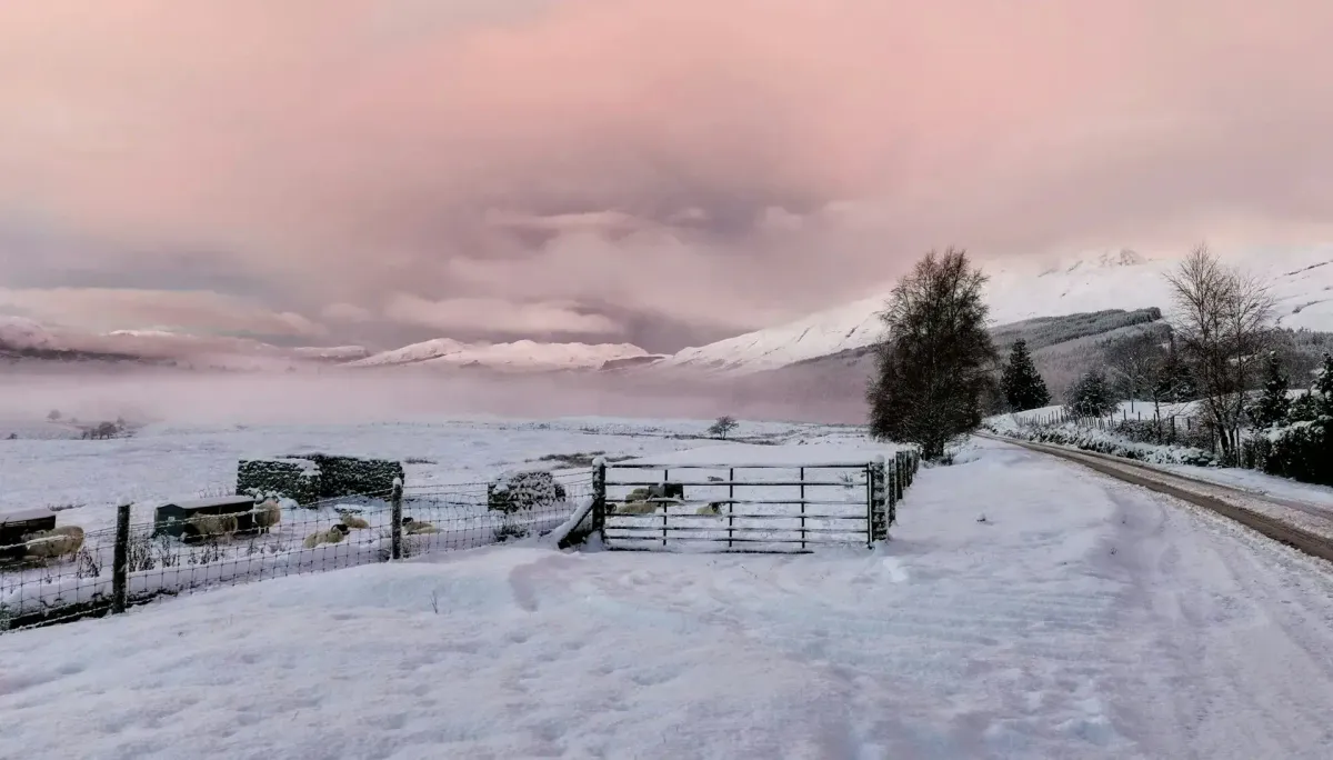 Rural Scotland sheep in the snow. Snow covered hills in distance.