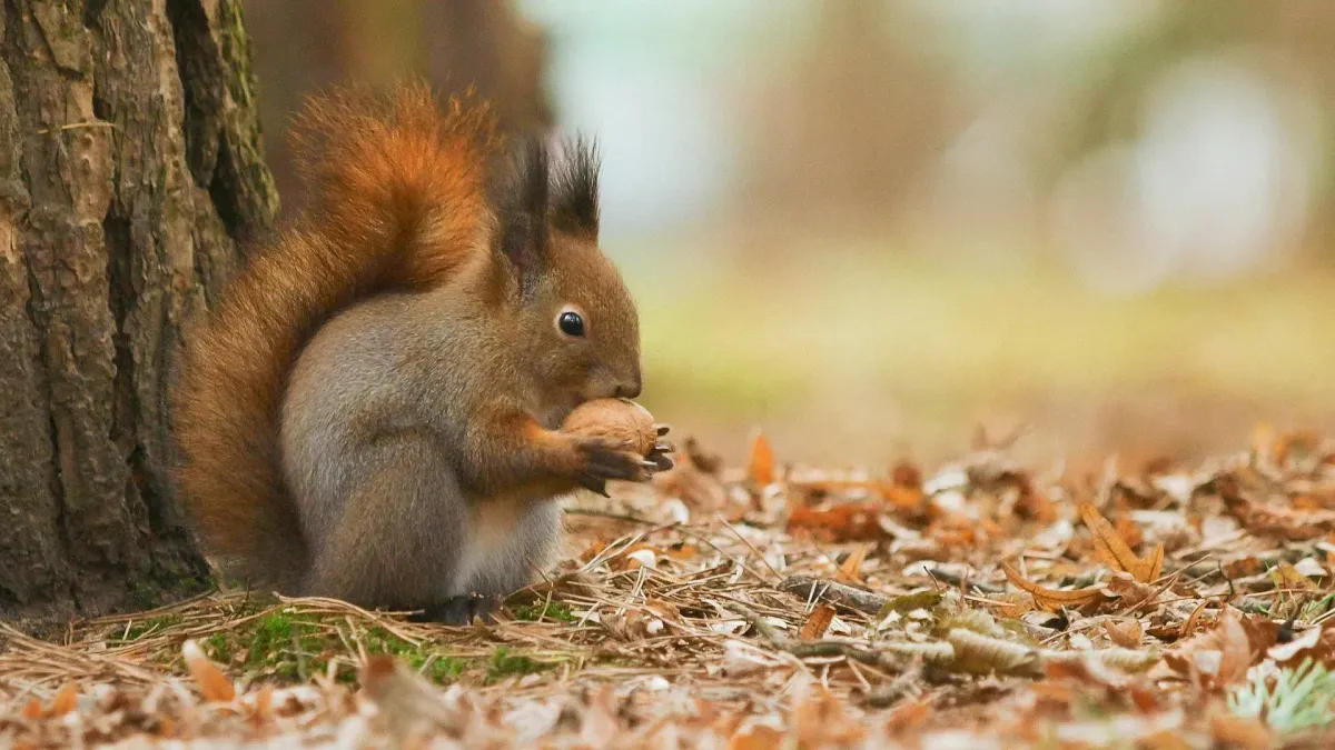 Red squirrel beneath a tree eating a nut.