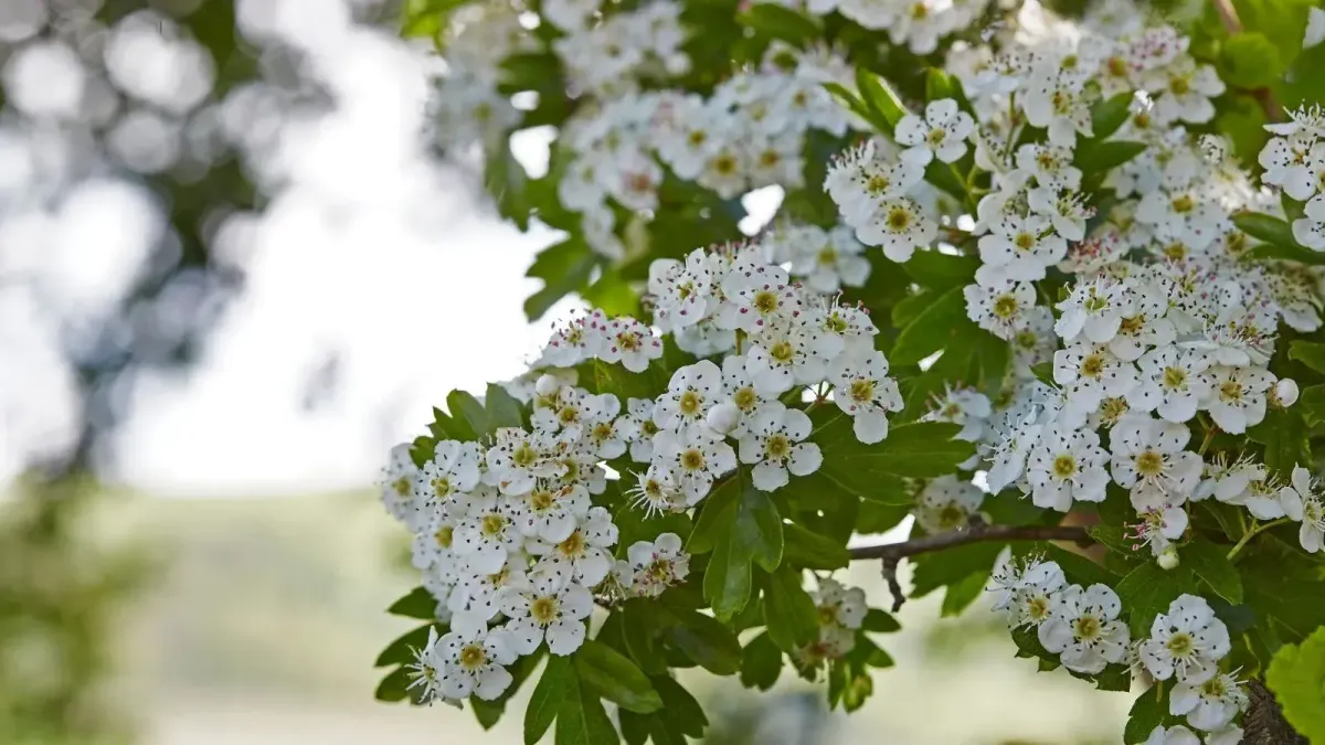 Branch of a Hawthorn Tree showing its flowers.