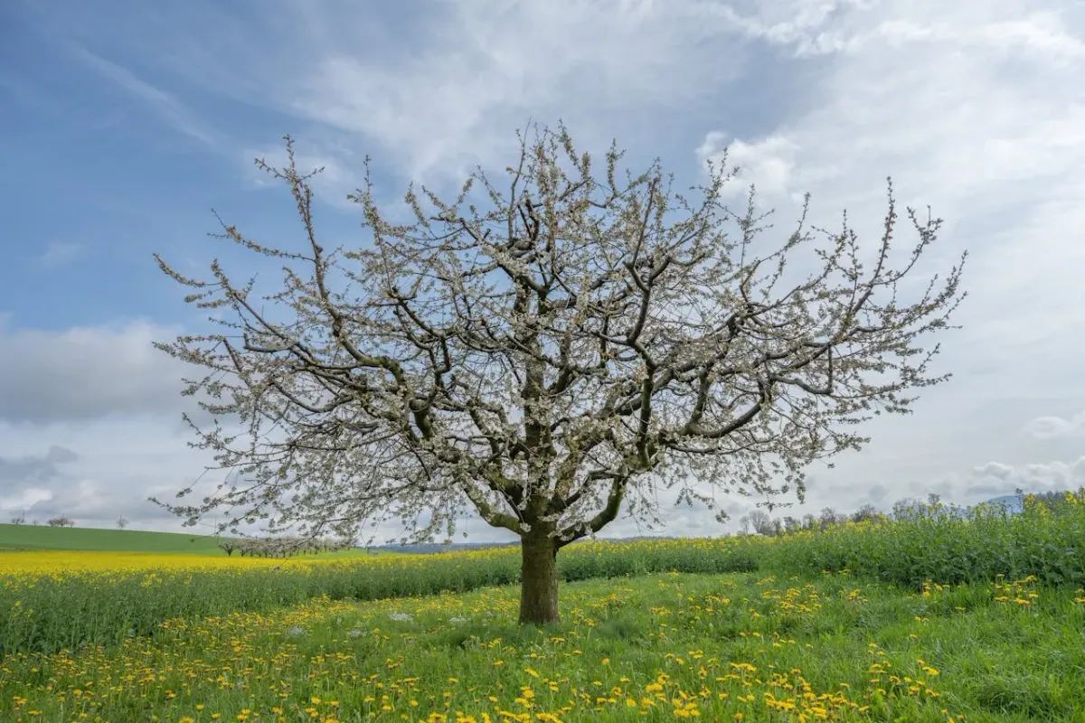 Spring tree on a meadow.
