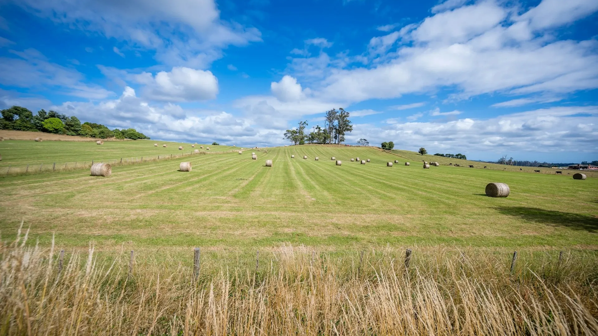 Field with rolled hay bales under blue sky.