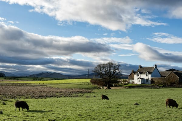 Picture of rural farm house and sheep in the fields in front.