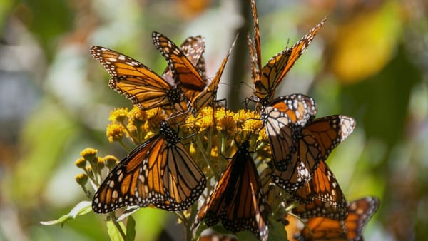 Picture of orange butterflies on yellow flowers