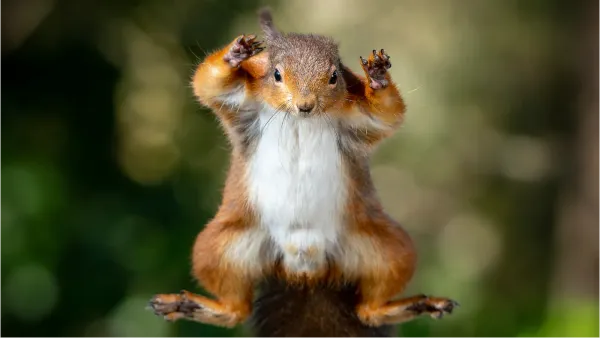 A red squirrel leaping through the air towards the camera.