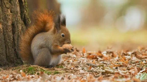 Red squirrel beneath a tree eating a nut.