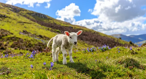 Springtime lamb on the hills.