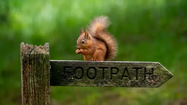 Red squirrel on footpath sign.
