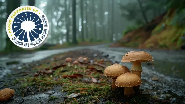 Wild mushrooms on a forrest path trail.