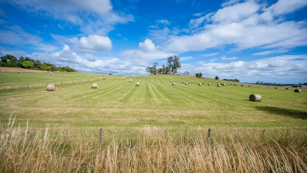 Field with rolled hay bales under blue sky.